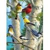 Farbige Vögel im Baum
