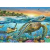 Schildkröte Tropischer Fisch