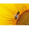 Biene auf der Sonnenblume