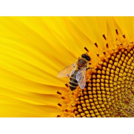 Biene auf der Sonnenblume