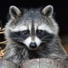 Waschbär