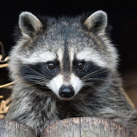 Waschbär