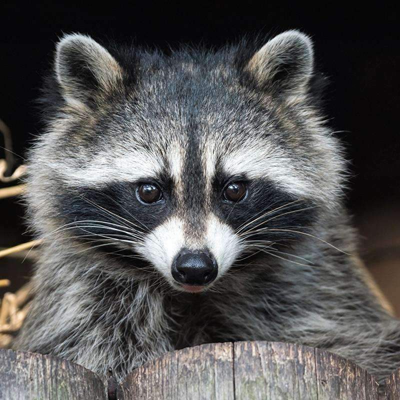 Waschbär