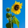 Sonnenblume blauer Himmel