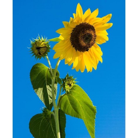 Sonnenblume blauer Himmel
