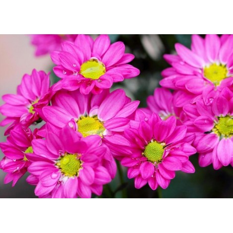 Rosa mit gelbem Gänseblümchen