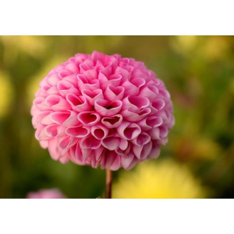 Besondere rosa Blume