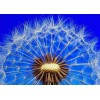 Pusteblume blauer Himmel