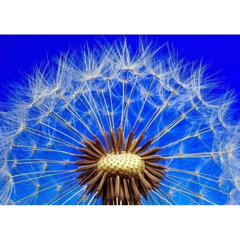 Pusteblume blauer Hi...