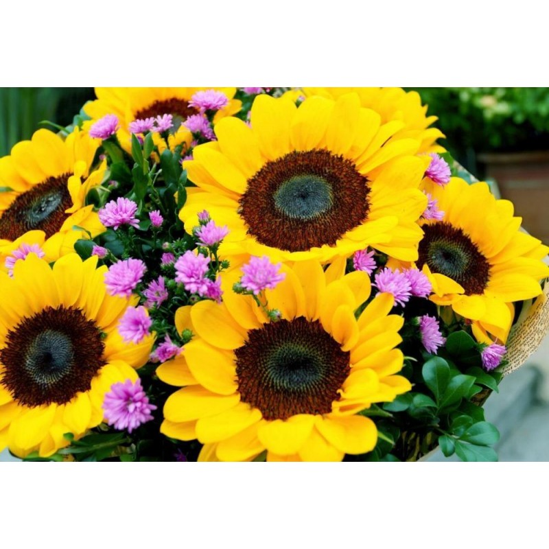 Sonnenblumen
