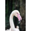 Der elegante Flamingo