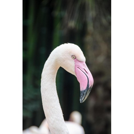 Der elegante Flamingo