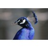 Blaue Pfau Porträt
