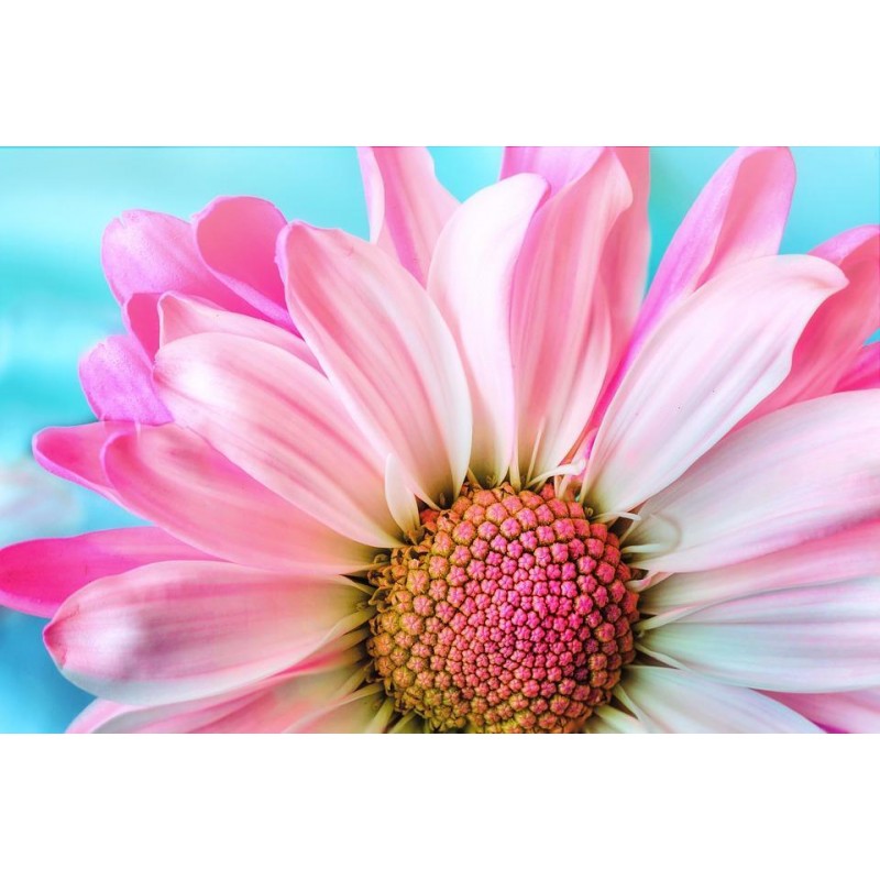 Rosa Gänseblümchen