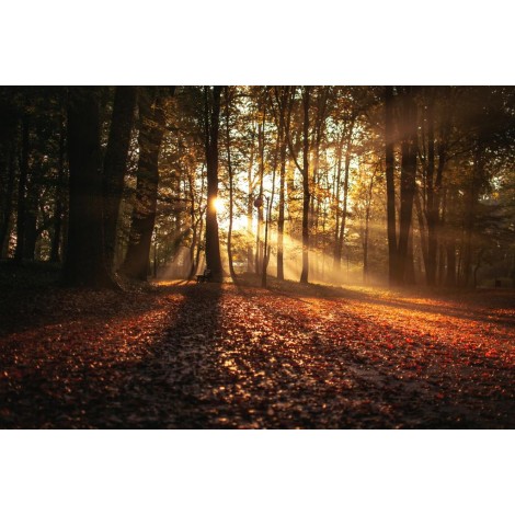 Wald in der Morgensonne