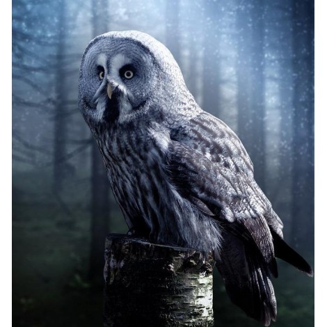 Eule in der Nacht