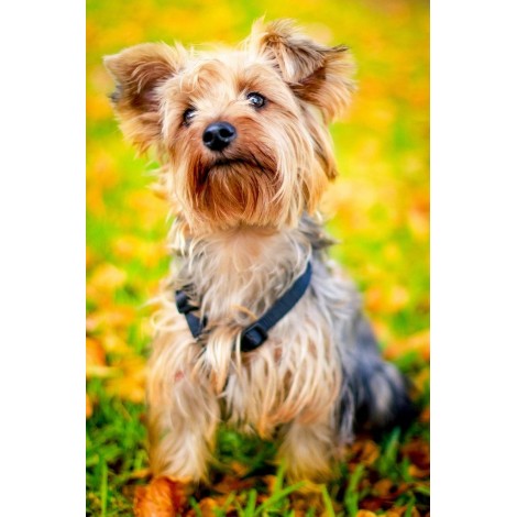 Yorkie im Herbst