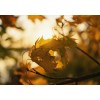 Herbstblatt in der Sonne