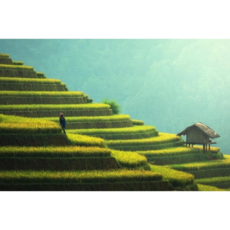 Reisfelder Asien