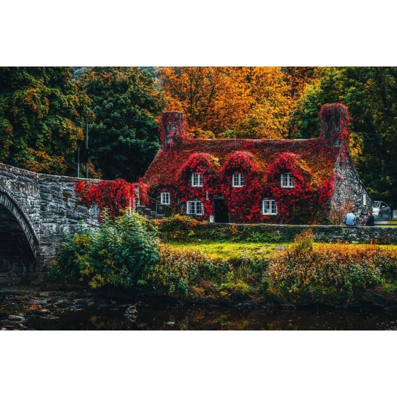 Rot blühende Pflanz...