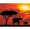 Elefanten bei rotem Sonnenuntergang