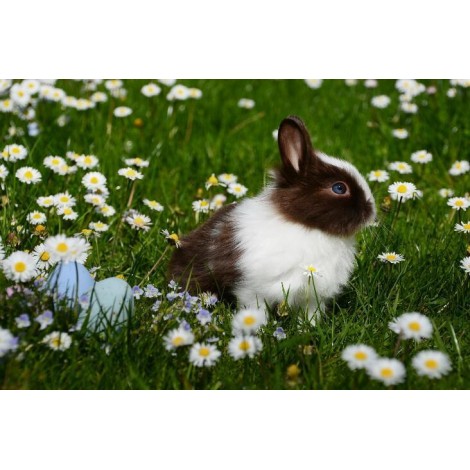Kaninchen mit Gänseblümchen