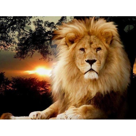 Löwe bei Sonnenuntergang