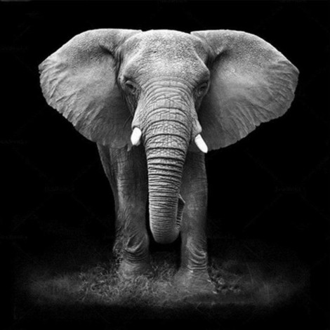 Porträt eines Elefanten