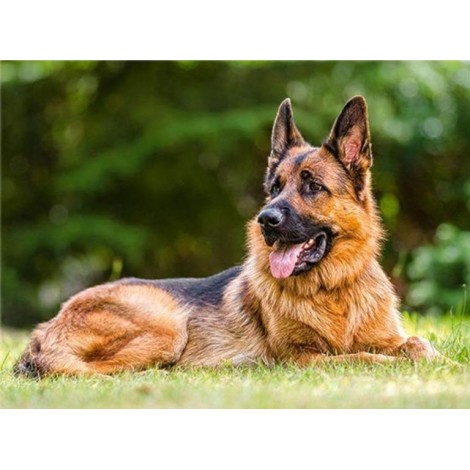 Deutscher Schäferhund