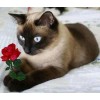 Katze mit einer roten Rose