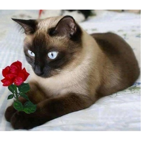 Katze mit einer roten Rose