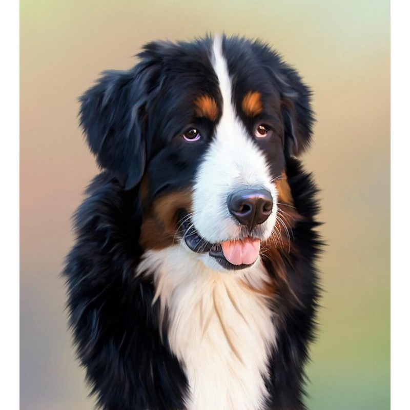 Berner Sennenhund