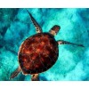 Schildkrötenblaues Wasser