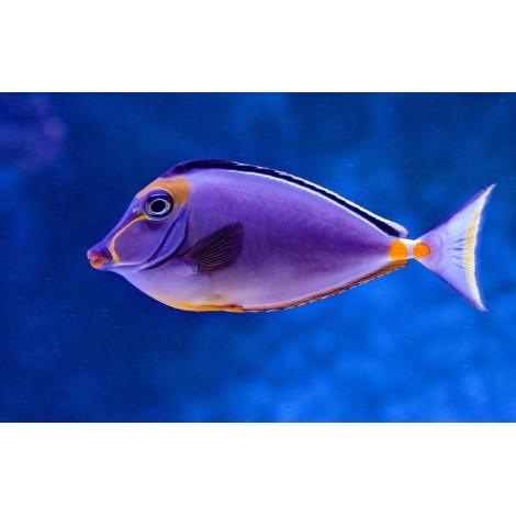 Violetter Fisch