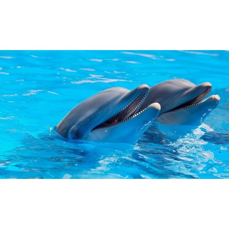 Die Delphinfreunde