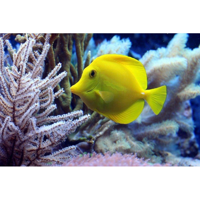 Der Gelbe Fisch