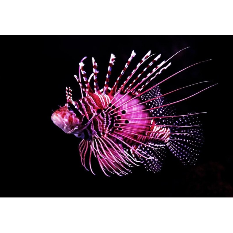 Der rosarote Koralle...