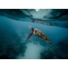 Unterwasser-Schildkröte