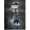 Hunde Wolf Spiegelung