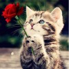 Kätzchen mit einer roten Rose