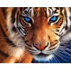 Tiger blaue Augen