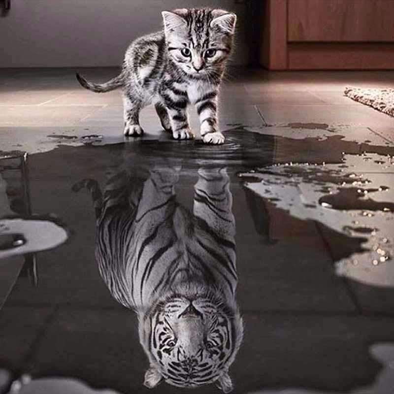 Tiger Spiegelbild